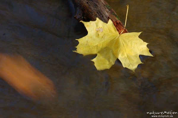 Spitzahornblatt, eingeklemmt in Ast, Bewegung in Strömung eines Baches, vorbeitreibende Blätter, Göttingen, Deutschland