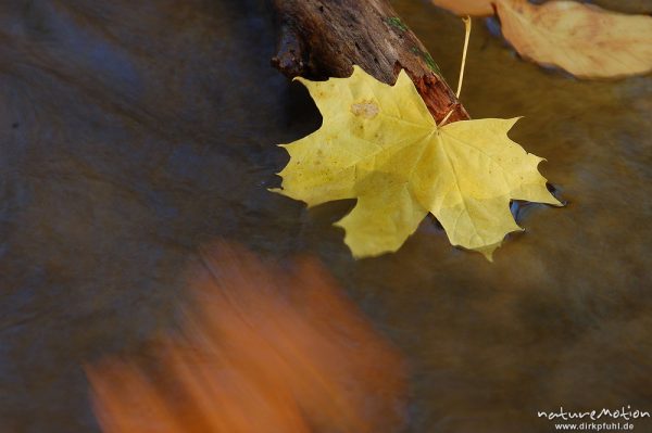 Spitzahornblatt, eingeklemmt in Ast, Bewegung in Strömung eines Baches, vorbeitreibende Blätter, Göttingen, Deutschland