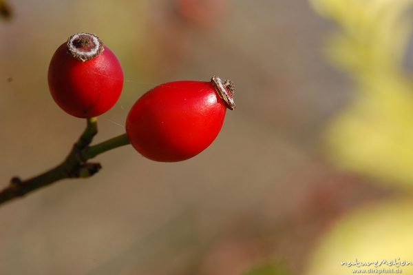 Hunds-Rose, Rosa canina, Rosaceae, Hagebutte, rote Früchte, Kerstlingeröder Feld, Göttingen, Göttingen, Deutschland