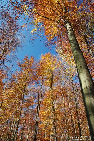 Herbstwald gegen blauen Himmel, im Wind sich bewegende Blätter, Göttinger Wald, Göttingen, Deutschland