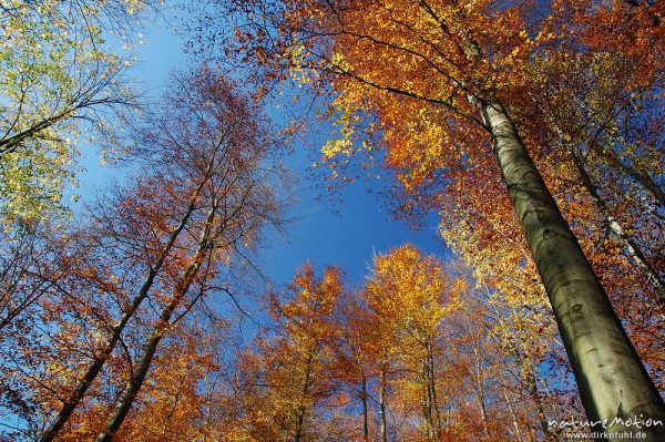 Herbstwald gegen blauen Himmel, im Wind sich bewegende Blätter, Göttinger Wald, Göttingen, Deutschland