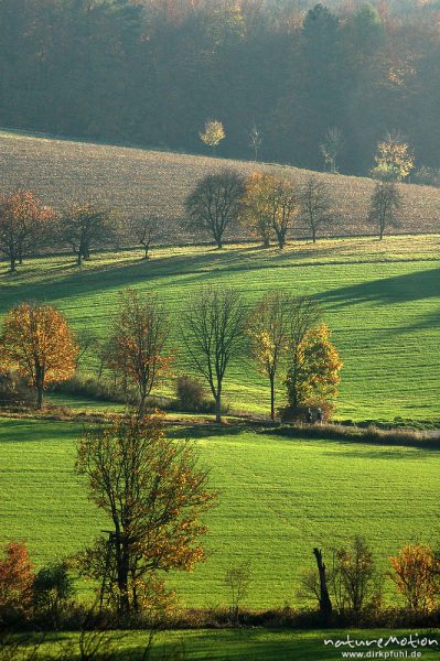grüne Felder mit Winterweizen im dunstigen Herbstlicht, Herberhausen bei Göttingen, Göttingen, Deutschland