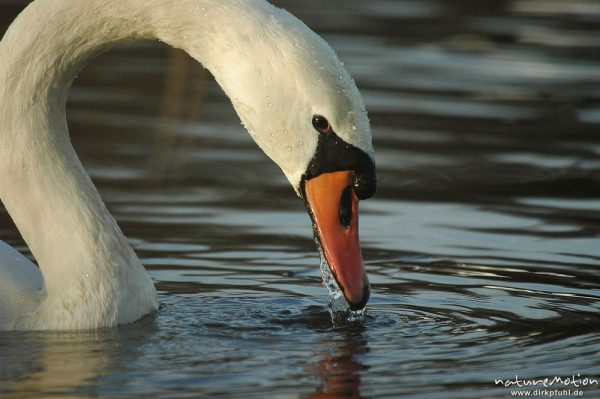 Höckerschwan, Cygnus olor, Anatidae, Kopf, abtropfendes Wasser, Kiessee, Göttingen, Göttingen, Deutschland