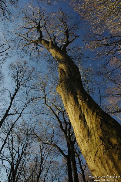 Hainbuche, Stamm gegen blauen Himmel, Göttinger Wald, Göttingen, Deutschland