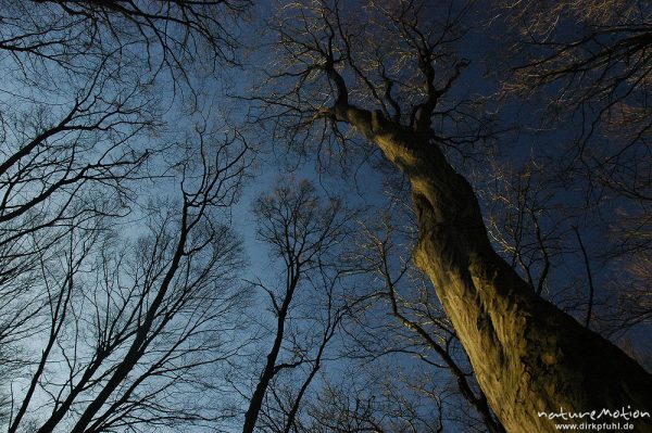 Hainbuche, Stamm gegen blauen Himmel, Göttinger Wald, Göttingen, Deutschland