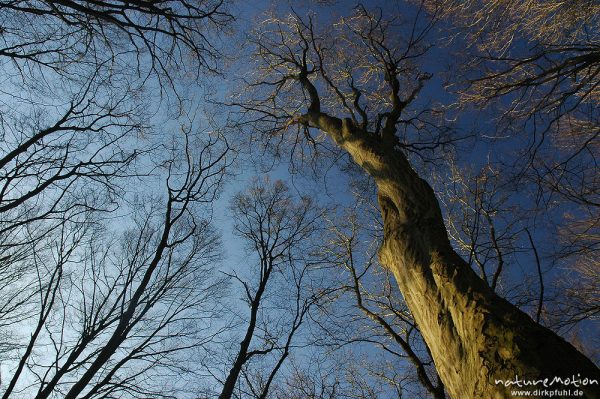 Hainbuche, Stamm gegen blauen Himmel, Göttinger Wald, Göttingen, Deutschland