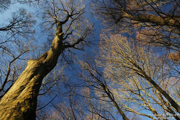 Hainbuche, Stamm gegen blauen Himmel, Göttinger Wald, Göttingen, Deutschland