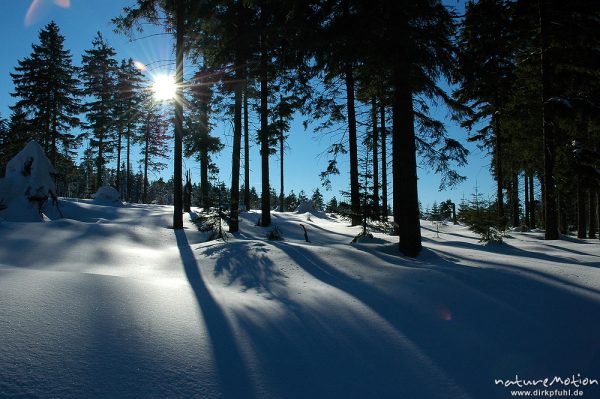 Gegenlicht, Schattenspiele auf Schneedecke, Fichtenwald, Achtermann, Harz, Deutschland