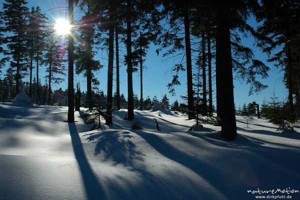 Gegenlicht, Schattenspiele auf Schneedecke, Fichtenwald, Achtermann, Harz, Deutschland