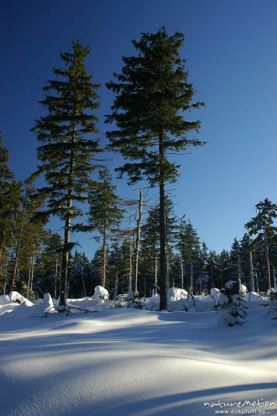 Fichten im Winterwald gegen blauen Himmel, Schattenspiele auf Schneedecke,  Achtermann, Harz, Deutschland