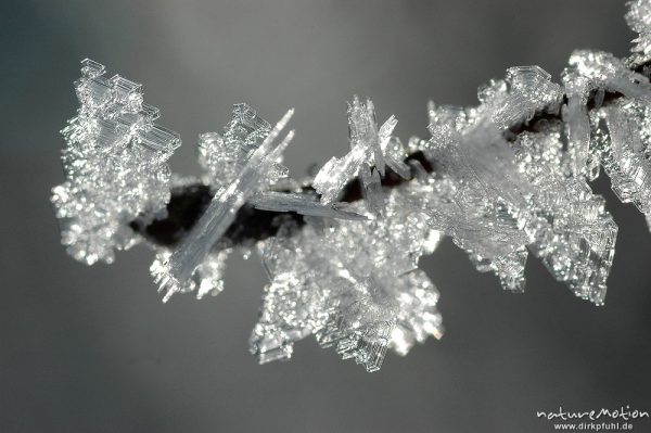 Eiskristalle, Birke, Zweige mit Rauhreif-Nadeln, Brunnenbachtal bei Braunlage, Harz, Deutschland