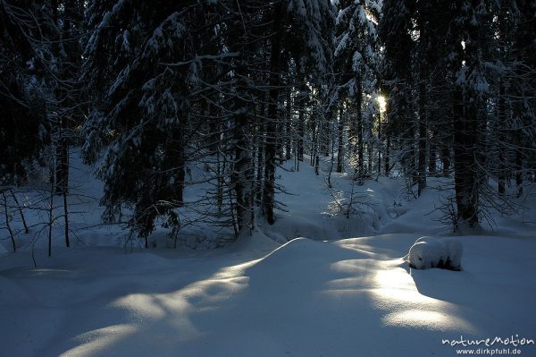 Lichtfleck im Fichtenwald, verschneit, Oderteich, Harz, Deutschland