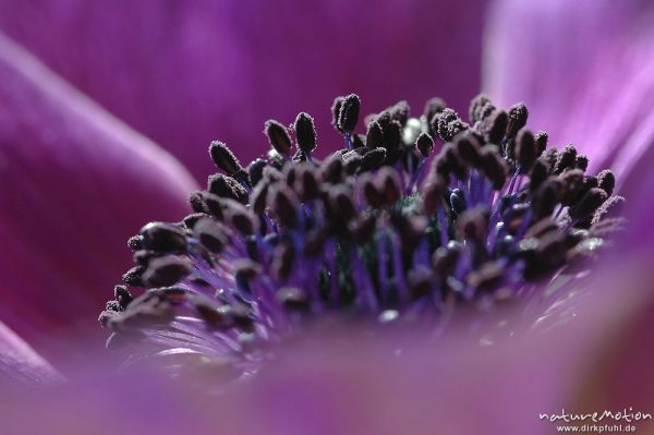 Antheren, Staubfäden, Blüte einer Ranunculaceae, Göttingen, Deutschland