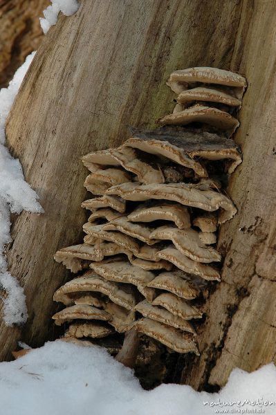 Baumpilze an totem Buchenstamm, Schnee, Göttinger Wald, Göttingen, Deutschland