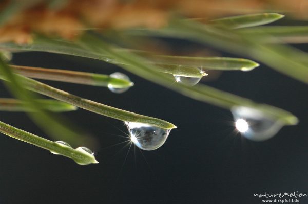 Wassertropfen an Fichtennadel, getauter Schnee, Sonnenglitzern, Achtermann, Harz, Deutschland