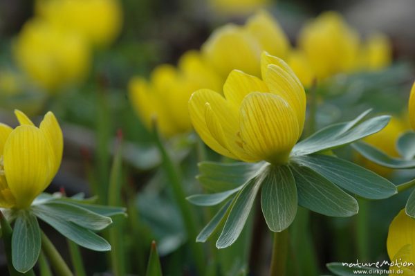 Winterling, Eranthis hyemalis, Blüte und Tragblätter, Botanischer Garten, Göttingen, Deutschland