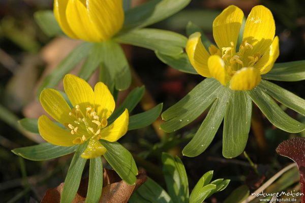 Winterling, Eranthis hyemalis, Blüten mit Tragblättern, Botanischer Garten, Göttingen, Deutschland