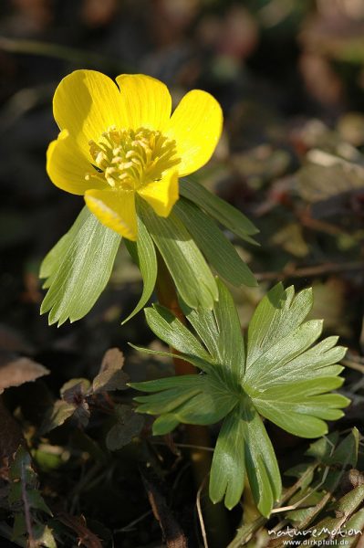 Winterling, Eranthis hyemalis, Blüten mit Tragblättern, Botanischer Garten, Göttingen, Deutschland