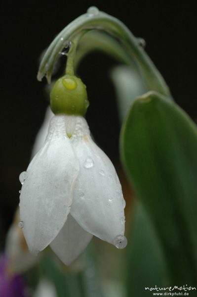 Schneeglöckchen, Galánthus nivális, Blüte mit Wassertropfen, Garten, Göttingen, Deutschland