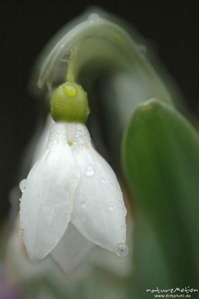 Schneeglöckchen, Galánthus nivális, Blüte mit Wassertropfen, Garten, Kombination aus zwei Fotos mit unterschiedlicher Schärfeebene, Göttingen, Deutschland