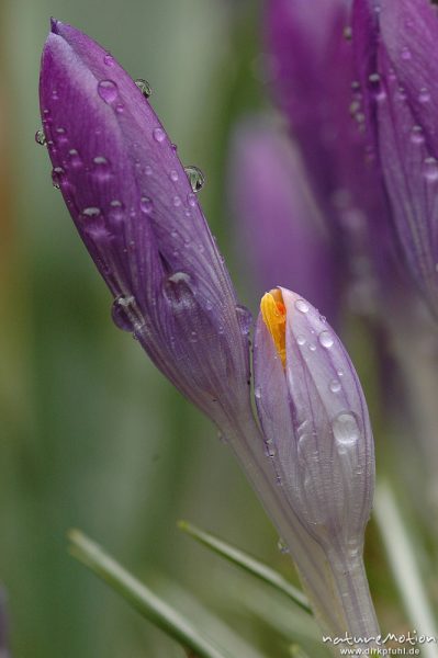 Krokus, Crocus sp., geschlossene Blüten mit Regentropfen, Garten, Göttingen, Deutschland