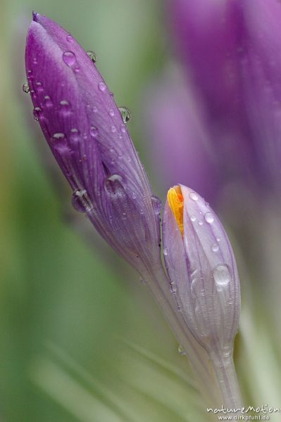 Krokus, Crocus sp., geschlossene Blüten mit Regentropfen, Garten, Kombination aus zwei Fotos mit unterschiedlicher Schärfeebene, Göttingen, Deutschland