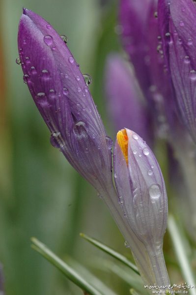 Krokus, Crocus sp., geschlossene Blüten mit Regentropfen, Garten, Göttingen, Deutschland