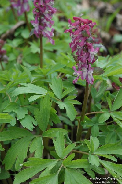 Hohler Lerchensporn, Corydalis cava, Blütenstände und Laubblätter, Botanischer Garten, Göttingen, Deutschland