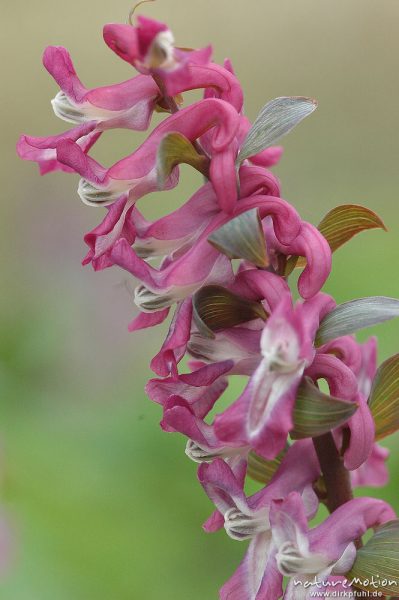 Hohler Lerchensporn, Corydalis cava, Blütenstand, Botanischer Garten, Göttingen, Deutschland