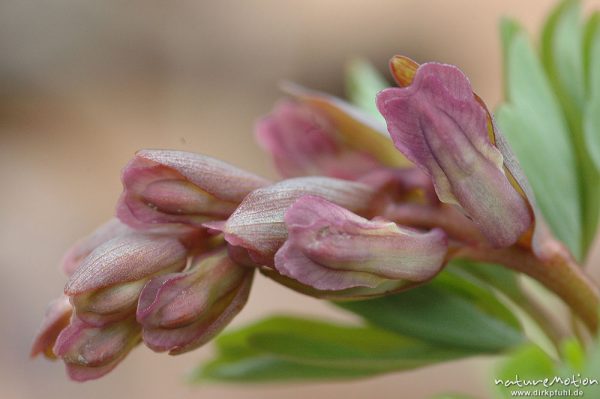 Hohler Lerchensporn, Corydalis cava, frisch austriebende Pflanze mit noch nicht vollständig entfalteten Blüten und Blättern, Botanischer Garten, Göttingen, Deutschland