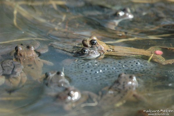 Grasfrosch, Rana temporaria, Paare und Einzeltiere im Wasser, Laichballen, Erlenbruch am Tripkenpfuhl, Göttinger Wald, Göttingen, Deutschland