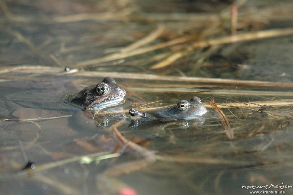 Grasfrosch, Rana temporaria, Paare und Einzeltiere im Wasser, Laichballen, Erlenbruch am Tripkenpfuhl, Göttinger Wald, Göttingen, Deutschland