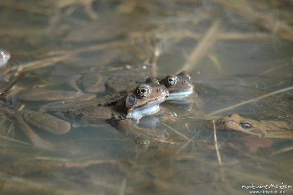 Grasfrosch, Rana temporaria, Paare und Einzeltiere im Wasser, Laichballen, Erlenbruch am Tripkenpfuhl, Göttinger Wald, Göttingen, Deutschland