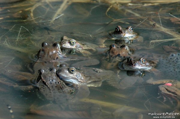 Grasfrosch, Rana temporaria, Paare und Einzeltiere im Wasser, Laichballen, Erlenbruch am Tripkenpfuhl, Göttinger Wald, kombination aus zwei Fotos mit unterschiedlicher Schärfeebene, Göttingen, Deutschland