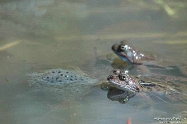 Grasfrosch, Rana temporaria, Paare und Einzeltiere im Wasser, Laichballen, Erlenbruch am Tripkenpfuhl, Göttinger Wald, Göttingen, Deutschland