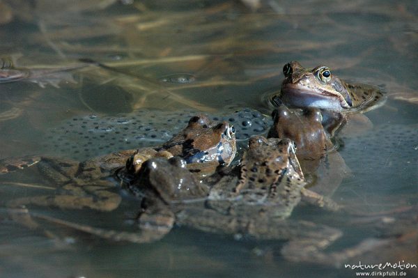 Grasfrosch, Rana temporaria, Paare und Einzeltiere im Wasser, Laichballen, Erlenbruch am Tripkenpfuhl, Göttinger Wald, Kombination aus zwei Fotos mit unterschiedlicher Schärfeebene, Göttingen, Deutschland