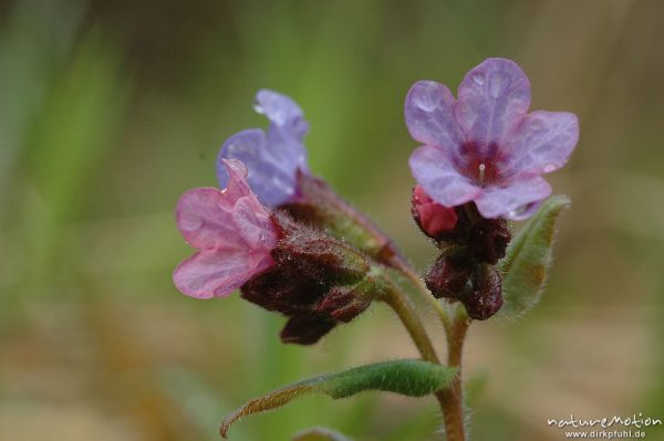 Echtes Lungenkraut, Pulmonaria officinalis, Blüten, Göttinger Wald, Göttingen, Deutschland