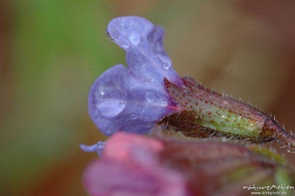 Echtes Lungenkraut, Pulmonaria officinalis, Blüte seitlich, Regentropfen, Göttinger Wald, Göttingen, Deutschland