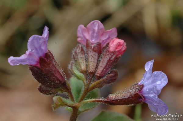 Echtes Lungenkraut, Pulmonaria officinalis, Blüten, Regentropfen, Göttinger Wald, Göttingen, Deutschland