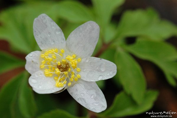 Buschwindröschen, Anemone nemorosa, Blüte mit Staubfäden, Regentropfen, Göttinger Wald, Göttingen, Deutschland