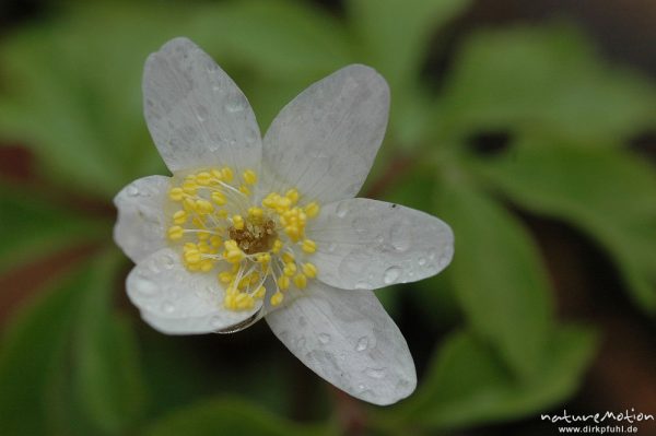 Buschwindröschen, Anemone nemorosa, Blüte mit Staubfäden, Regentropfen, Göttinger Wald, Göttingen, Deutschland