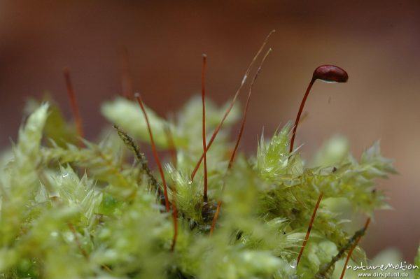 Sporophyt einer Moospflanze, Regentropfen, Göttinger Wald, Göttingen, Deutschland