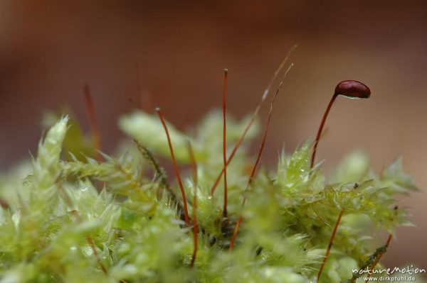 Sporophyt einer Moospflanze, Regentropfen, Göttinger Wald, Göttingen, Deutschland