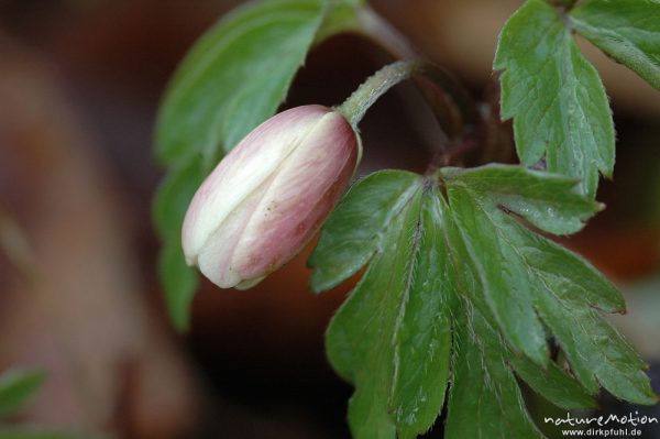 Buschwindröschen, Anemone nemorosa, geschlossene Blüte, Göttinger Wald, Göttingen, Deutschland