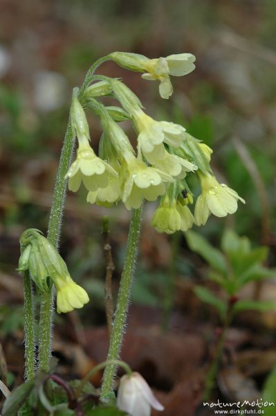 Hohe Schlüsselblume, Primula elatior, Blüten, Regentropfen, Göttinger Wald, Göttingen, Deutschland