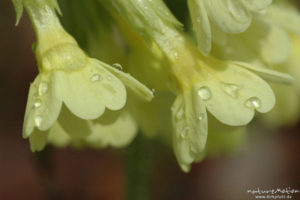 Hohe Schlüsselblume, Primula elatior, Blüten, Regentropfen, Göttinger Wald, Göttingen, Deutschland