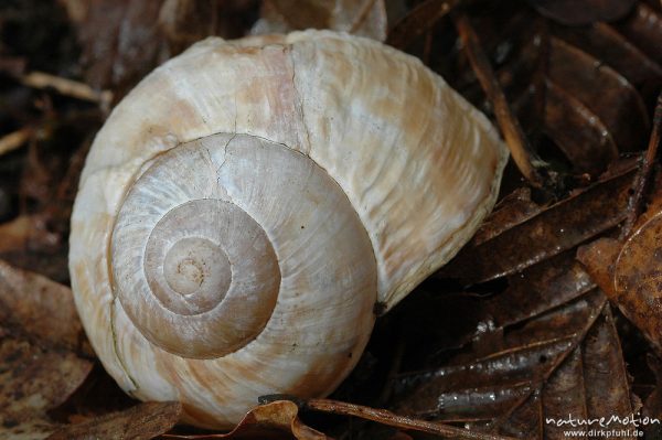 Gehäuse einer Weinbergschnecke (Helix pomatia) im braunen Buchenlaub, Göttinger Wald, Göttingen, Deutschland