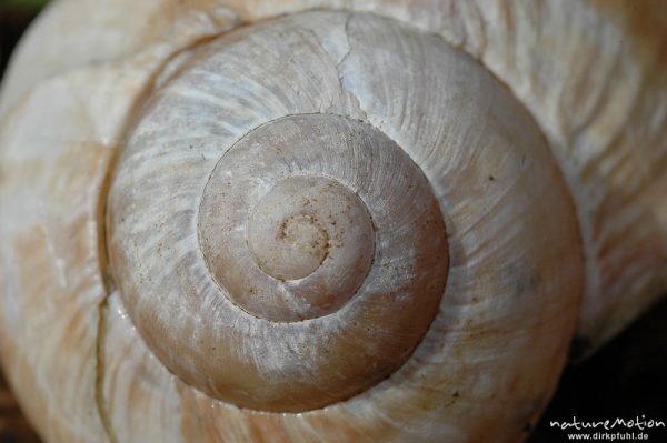 Windungen, Spirale, Gehäuse einer Weinbergschnecke (Helix pomatia) im braunen Buchenlaub, Göttinger Wald, Göttingen, Deutschland