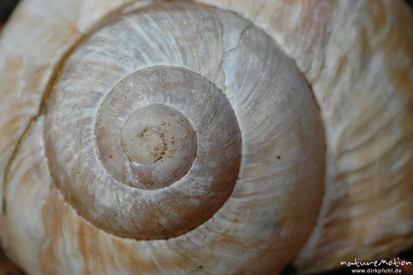 Windungen, Spirale, Gehäuse einer Weinbergschnecke (Helix pomatia) im braunen Buchenlaub, Göttinger Wald, Göttingen, Deutschland