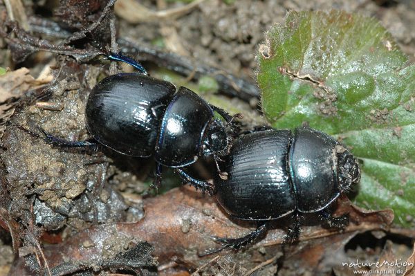 Waldmistkäfer, Anoplotrupes stercorosus, zwei Käfer, vielleicht beim Vorspiel zur Paarung, Wald bei Ossenfeld, Ossenfeld (Göttingen), Deutschland